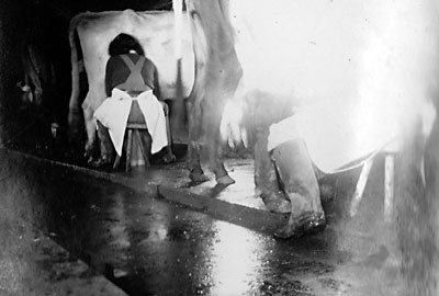 Milking parlour at White House Farm - 1942