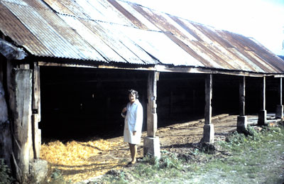 Eileen Speller at the cow stalls - October 1970 